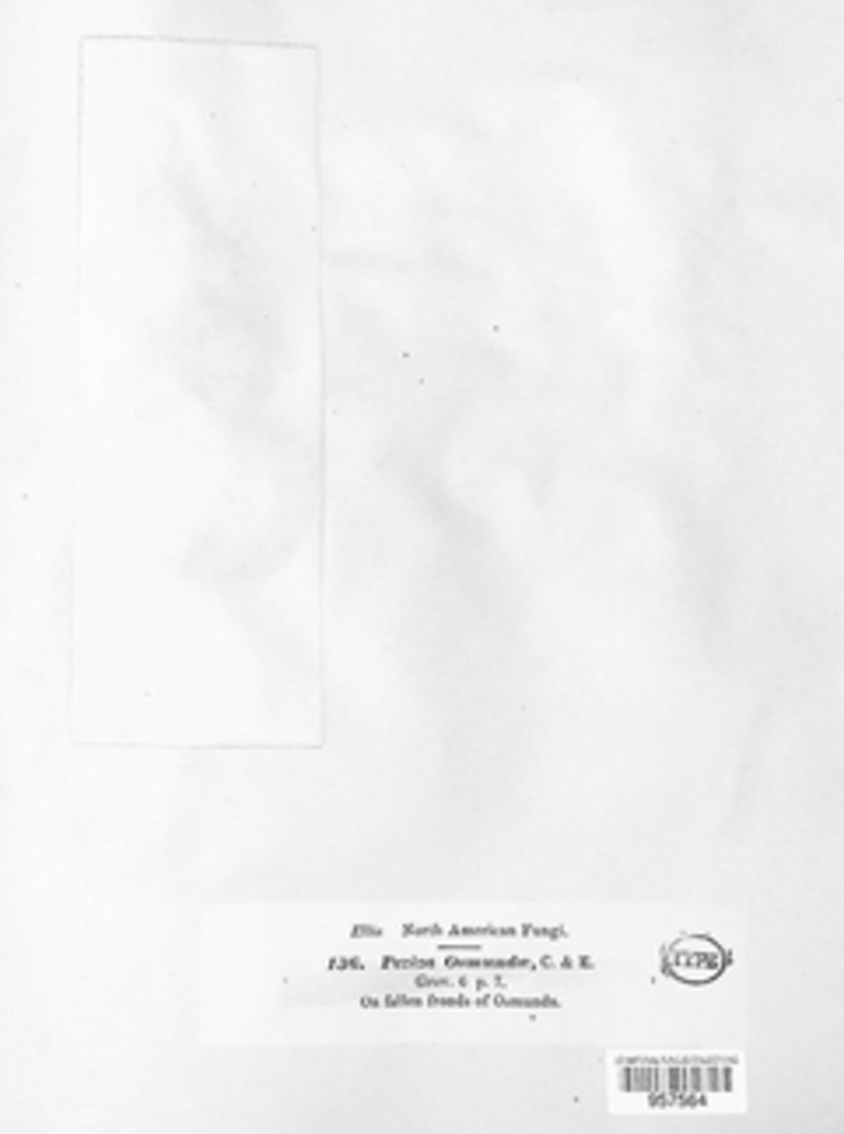 Peziza osmundae image